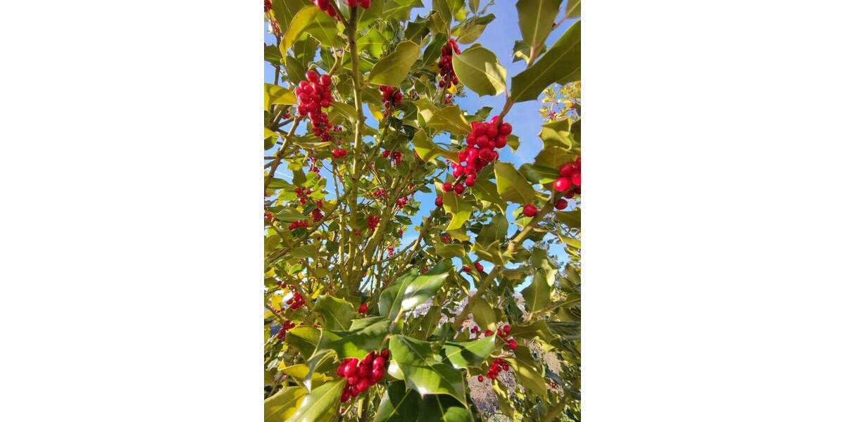 1-2 FH + Bauplatz 7 zimmer