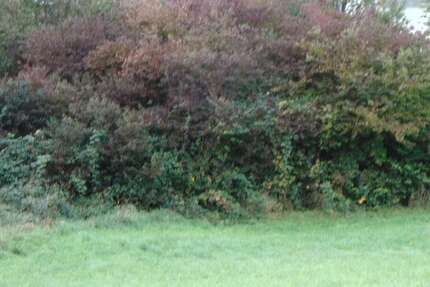 Grundstück zu verkaufen in Königsbach-Stein 164.000 € 315 m² zimmer