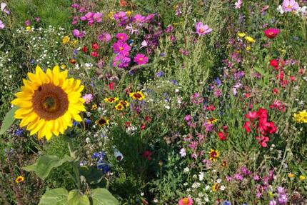 Haus Engelsbrand - 8 Zimmer, 200 m&sup2;, 698.000&euro; | Angebot:16634046