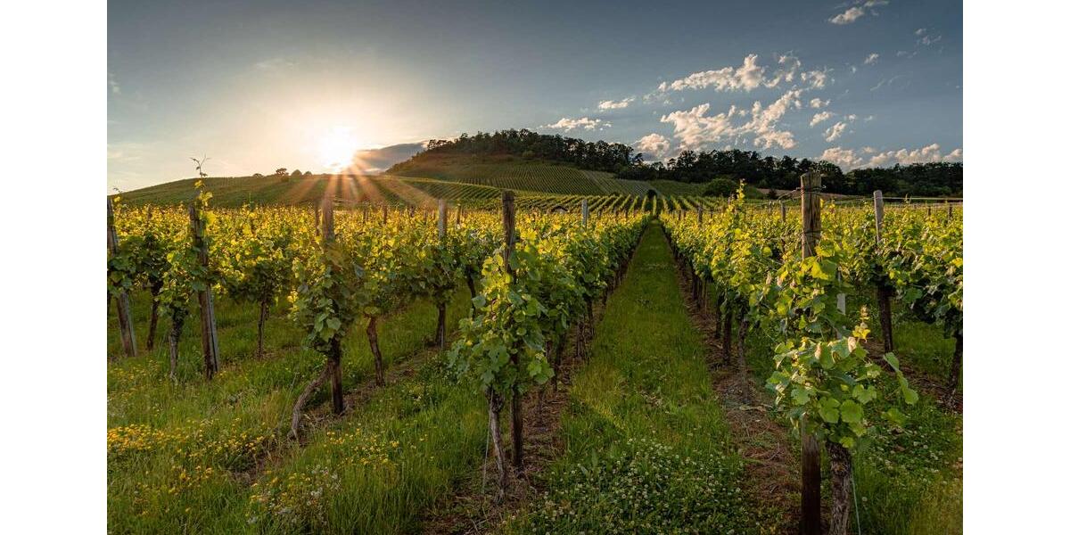 W.O.hnen KOMPAKT - Ihr Traumhaus, ein Raumwunder mit effizienter Flächennutzung in Ensingen zimmer