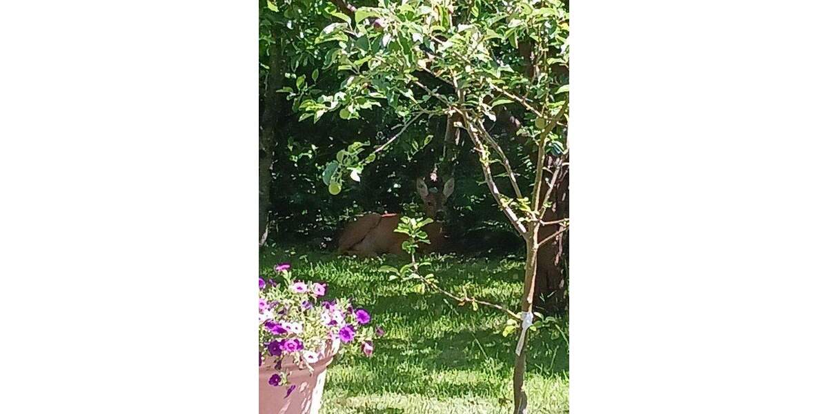 Doppelhaushälfte Bad Herrenalb Bernbach - 4 Zimmer, 104 m&sup2;, 279.000&euro; | Angebot:25775597