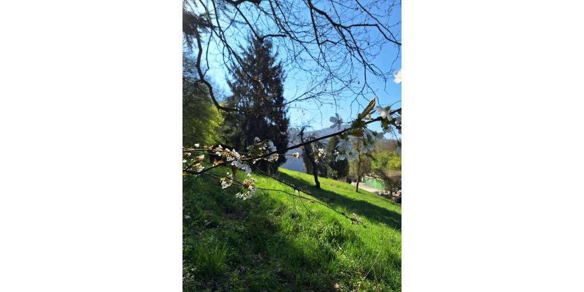 Grundstück Calw-Hirsau Hirsau - 169.000&euro; | Angebot:24116739