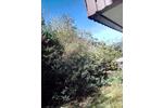 Einfamilienhaus Bad Liebenzell - 8 Zimmer, 230 m&sup2;, 419.000&euro; | Angebot:26889302