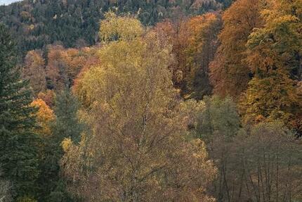 Top renovierte Eigentumswohnung in Bad Herrenalb 3 zimmer