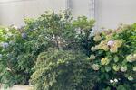 ### Geschmackvolles großzügiges Wohnen am Kronenplatz ###