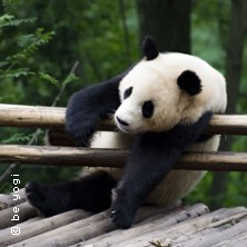 Yoga für die Artenvielfalt in Karlsruhe 22.05.2026 be yogi Studio
