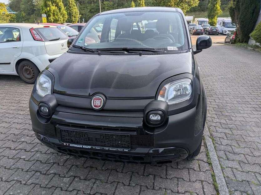 Panda